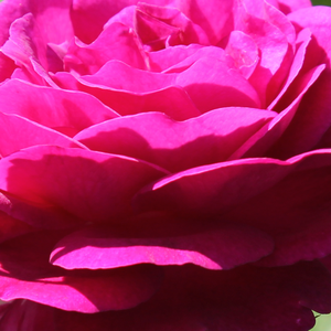 Kупить В Интернет-Магазине - Poзa Аласка® - белая - Лазающая плетистая роза (клаймбер)  - роза с тонким запахом - В. Кордес и Сыновья - Кремово-белая плетистая роза с поразительно густомахровыми крупными цветами и средним ростом.